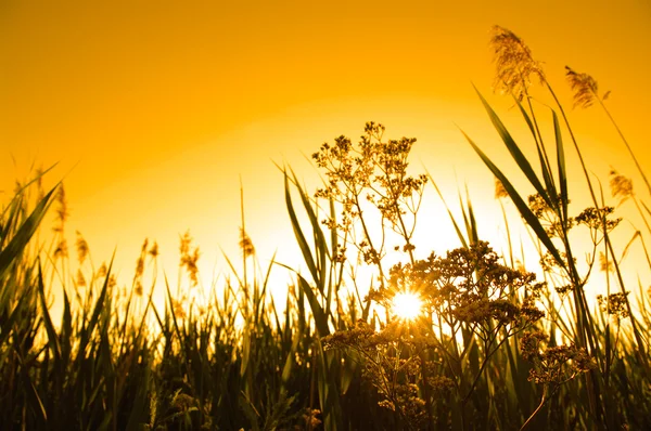 Coucher de soleil avec buisson — Photo