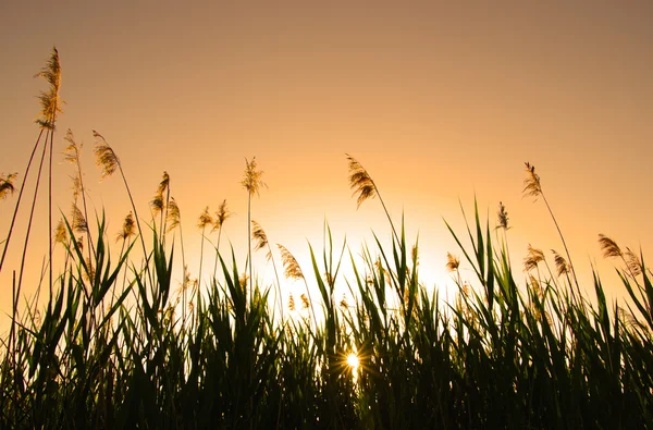 Sunset with bush — Stock Photo, Image