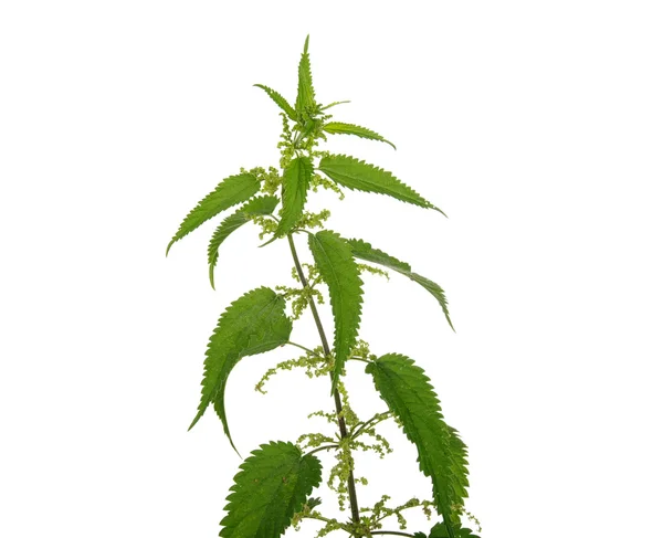 Nettle — Stock Photo, Image