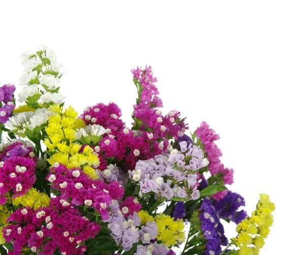 Schöne Blumen — Stockfoto