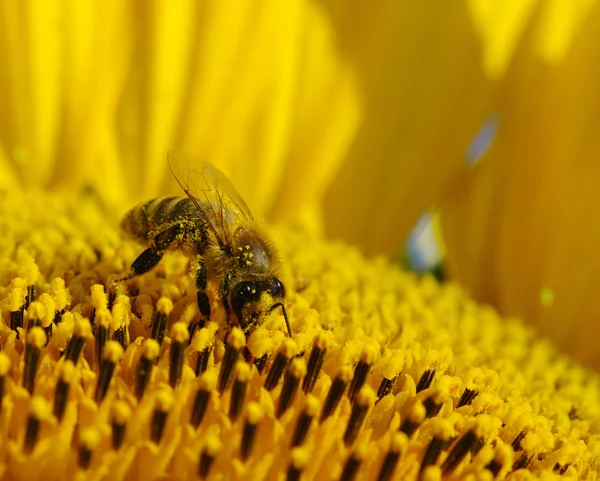 Abeille dans le tournesol — Photo