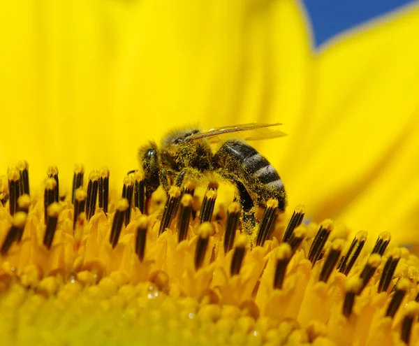 Bi i solrosen — Stockfoto