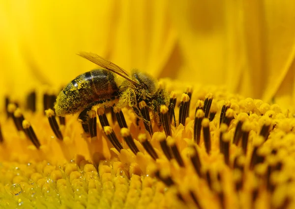 Biene in der Sonnenblume — Stockfoto