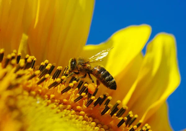 Bee in the sunflower — Stock Photo, Image