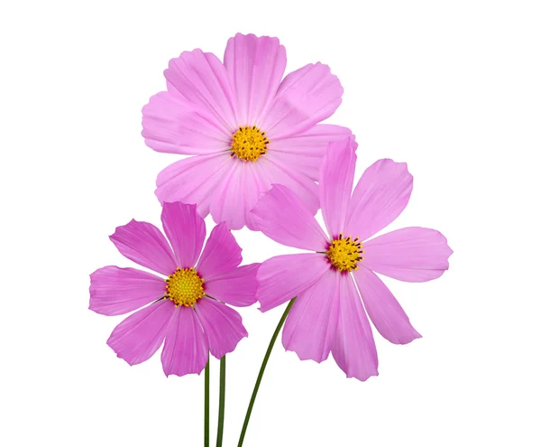 Flower — Stock Photo, Image