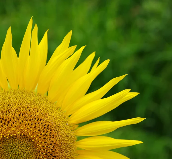 Sunflowers — Stock Photo, Image