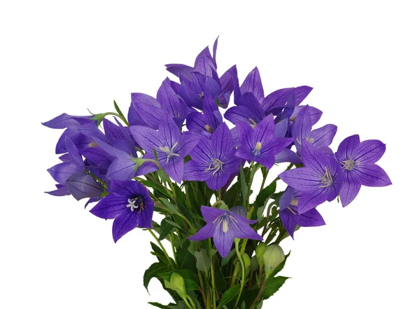 Bellflower — Stockfoto