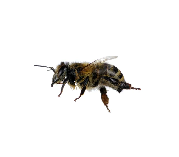 Méhek — Stock Fotó