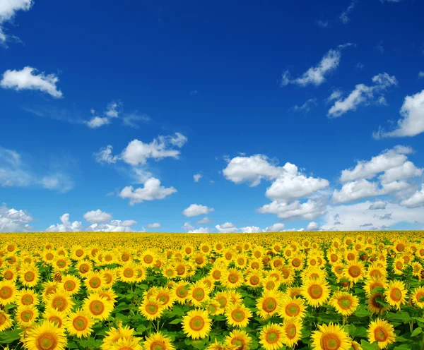 Zonnebloemen — Stockfoto