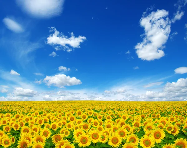 Sonnenblumen — Stockfoto