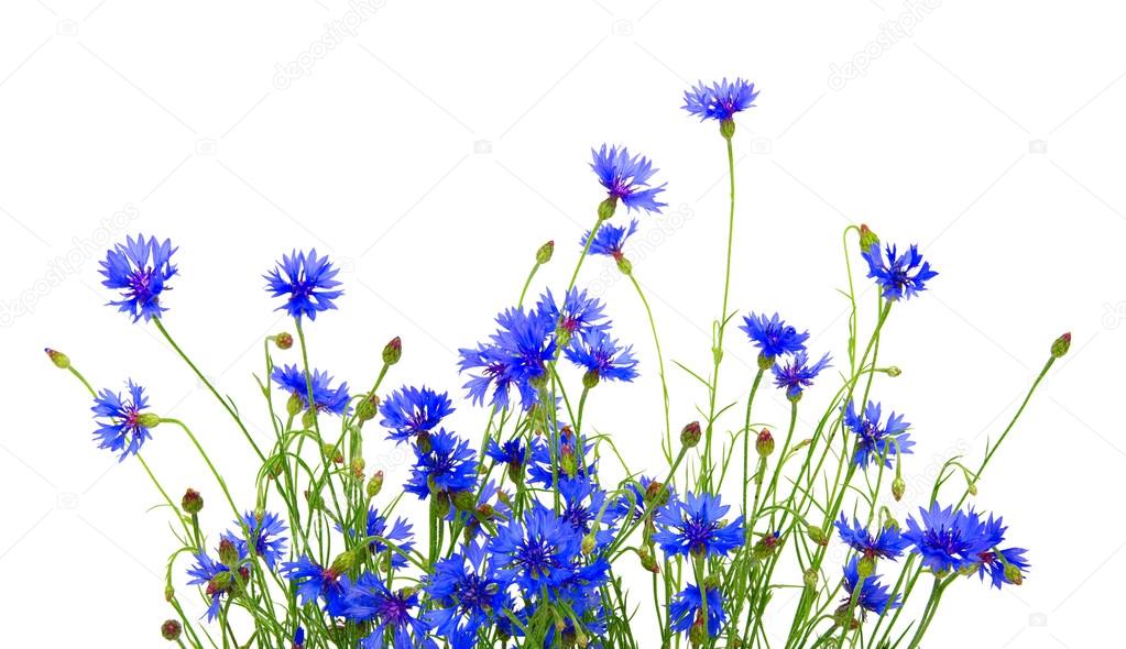 blue cornflowers 