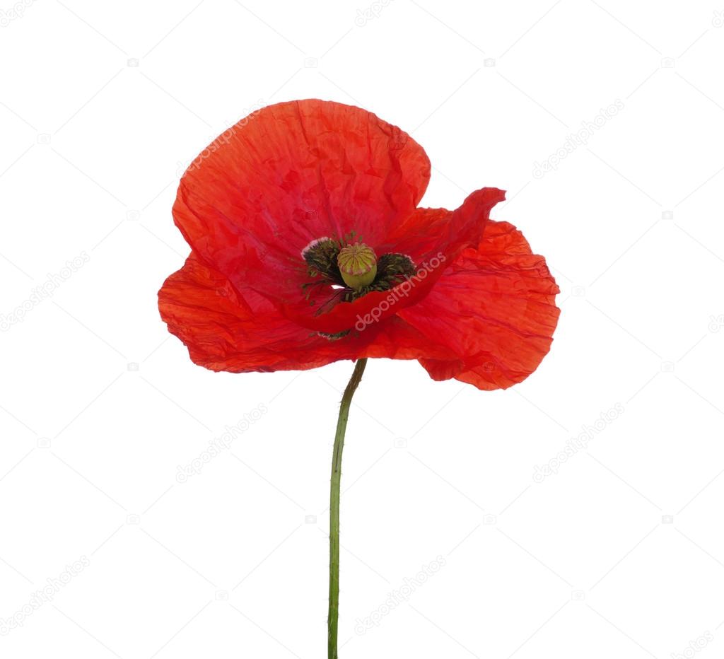 red poppy