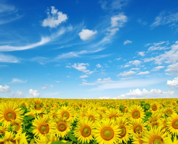 Sunflowers — Stock Photo, Image