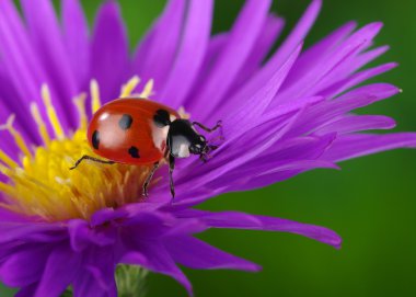 uğur böceği ve çiçek 