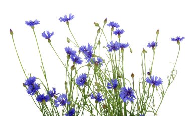 mavi peygamberçiçeği