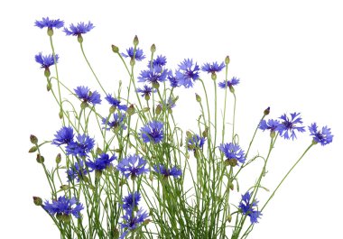 mavi peygamberçiçeği