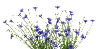 mavi peygamberçiçeği