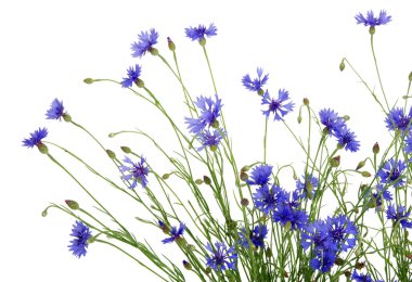 mavi peygamberçiçeği