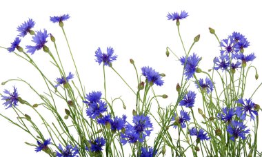 mavi peygamberçiçeği