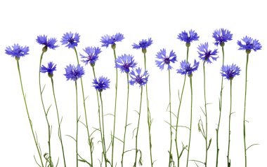 mavi peygamberçiçeği