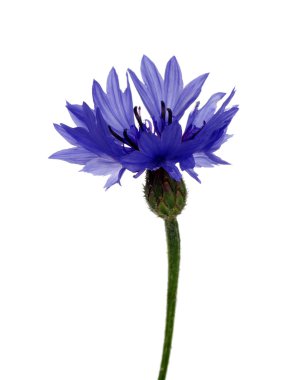 mavi peygamberçiçeği