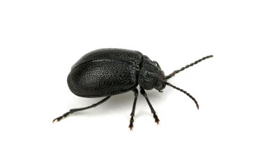 siyah böceği