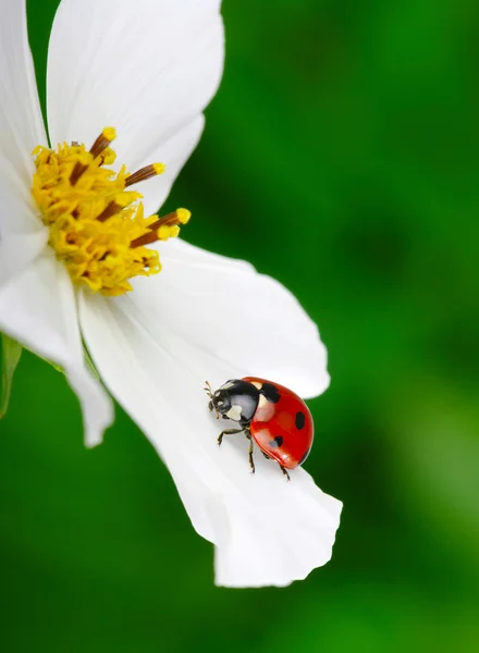 Coccinella e fiore — Foto Stock