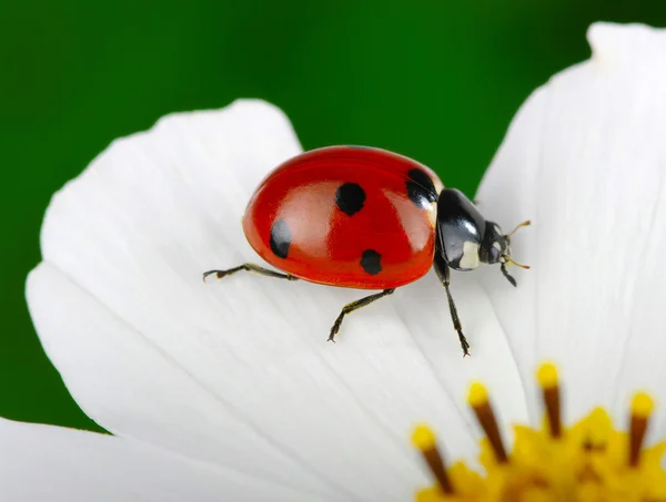 Marienkäfer und Blume — Stockfoto