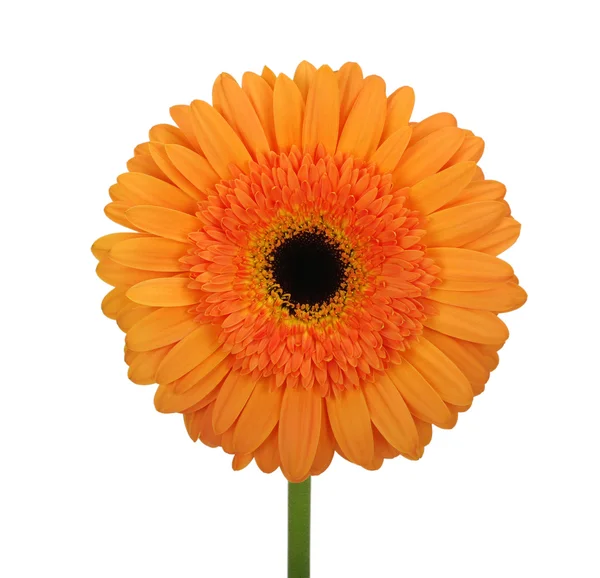 Flower — Stock Photo, Image