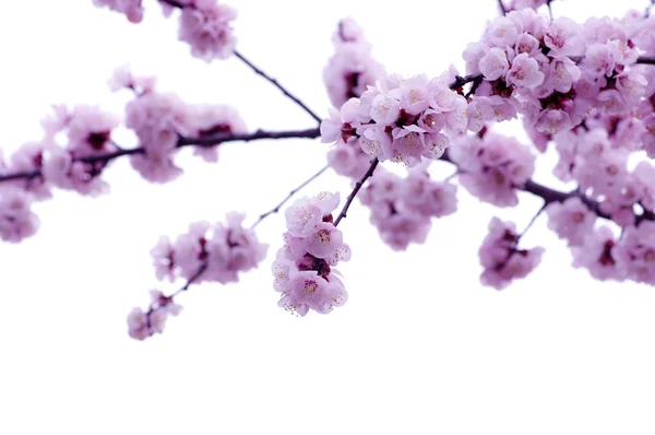 ピンク色の花 — ストック写真