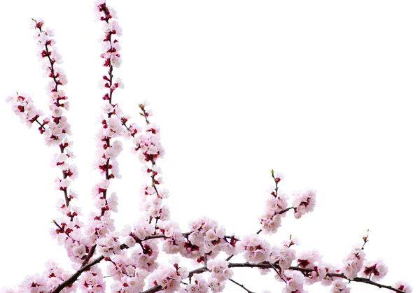 Pembe çiçekleri — Stok fotoğraf