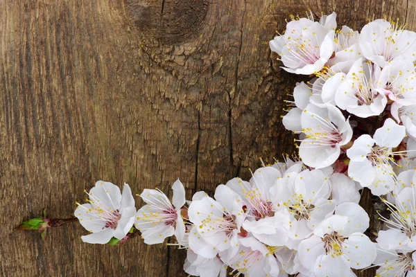 Spring  flower — Stock Photo, Image