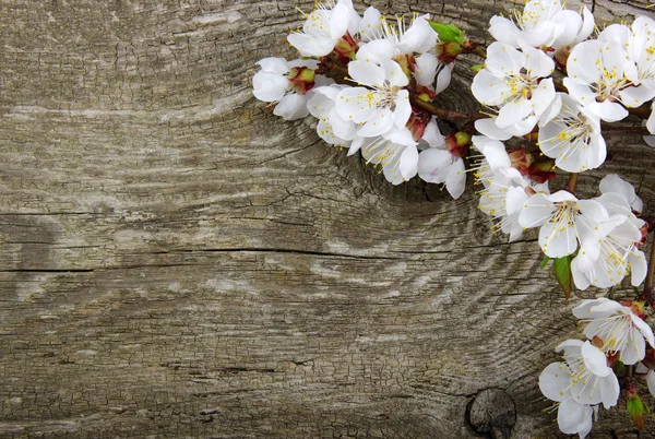 Spring  flower — Stock Photo, Image