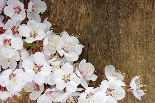 Flor de primavera — Fotografia de Stock