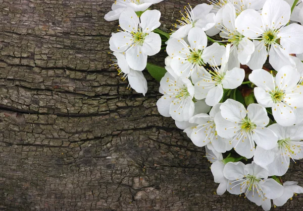 Spring  flower — Stock Photo, Image