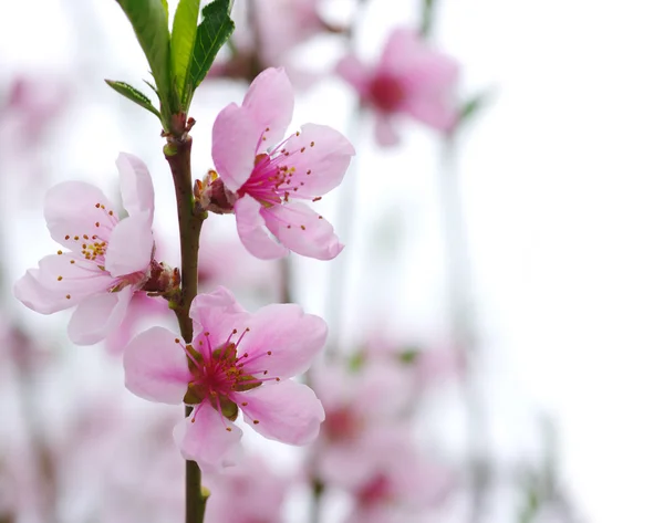 Rosafarbene Blüten — Stockfoto