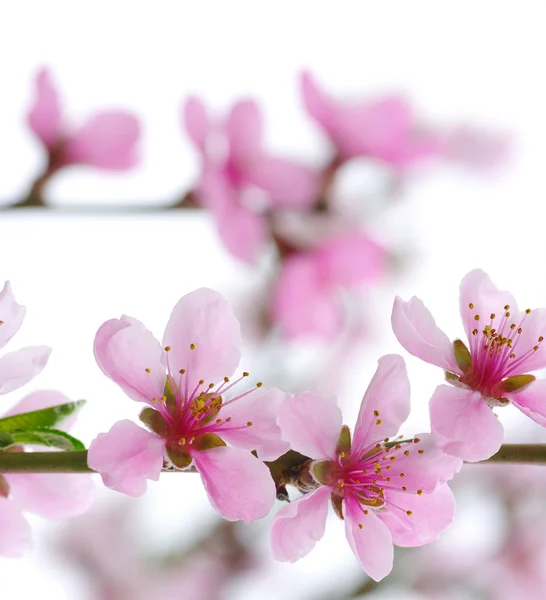 Pink blossoms — Stock Photo, Image