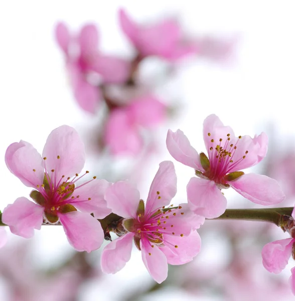 Roze bloemen — Stockfoto