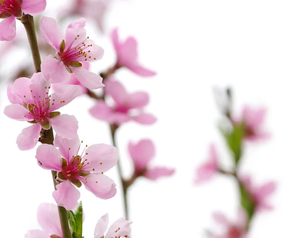 Roze bloemen — Stockfoto