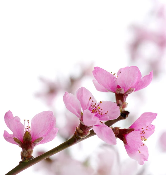Pink blossoms — Stock Photo, Image