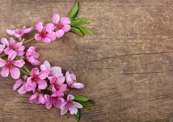 Flor de primavera — Fotografia de Stock