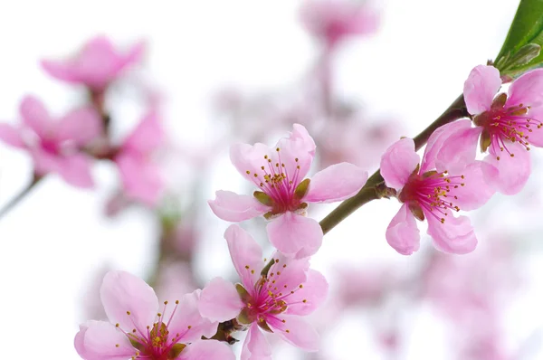 Rosafarbene Blüten — Stockfoto