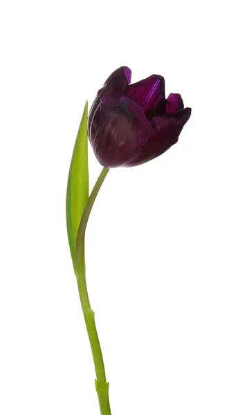 Tulp — Stockfoto