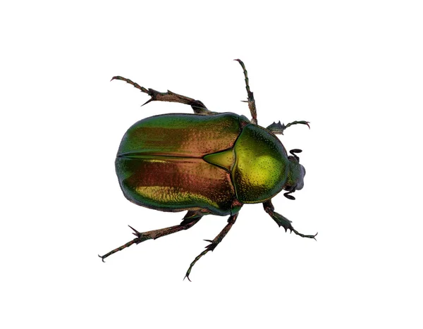 Green beetle — Stock Photo, Image