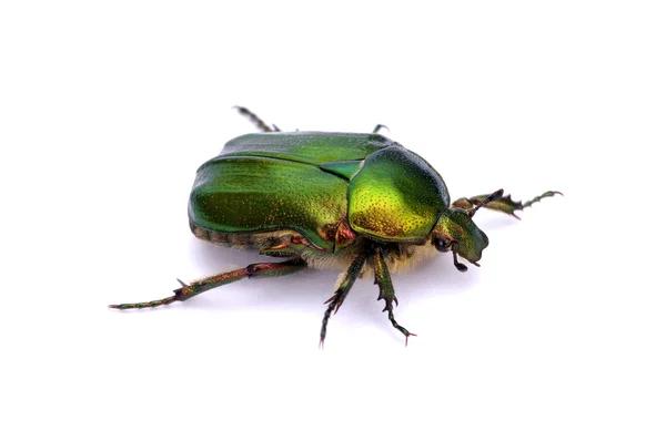 Green beetle — Stock Photo, Image