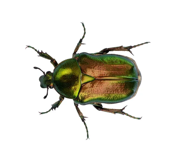 Green beetle — Stock Photo, Image