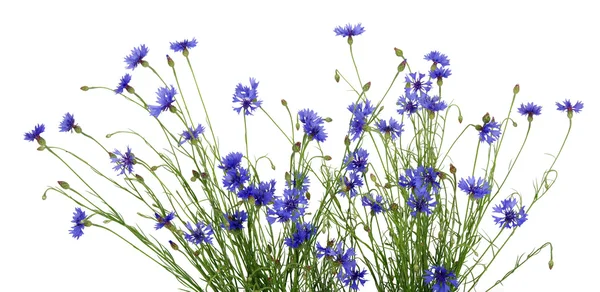 Flor de milho azul — Fotografia de Stock