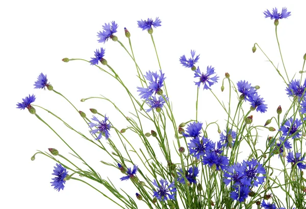 Blue cornflower — Stock Photo, Image