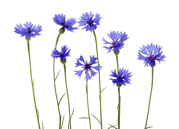 Blue cornflower — Stock Photo, Image