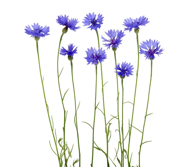 Blue cornflower — Stock Photo, Image